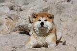 AKITA INU 287